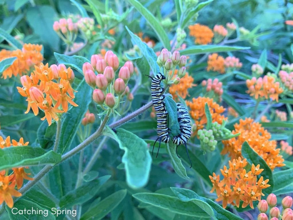 beautiful native plants you need for your Midwest garden butterfly weed