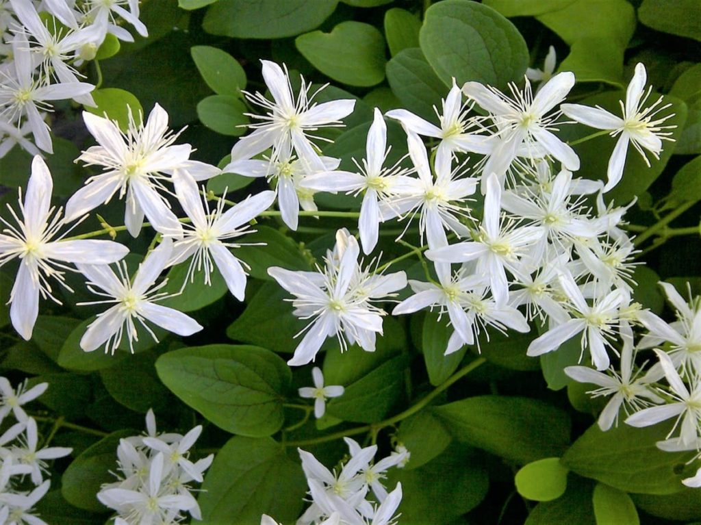 best fall flowers for pollinators and beauty sweet autumn clematis
