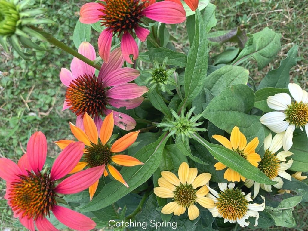 beautiful native plants you need for your Midwest garden coneflower