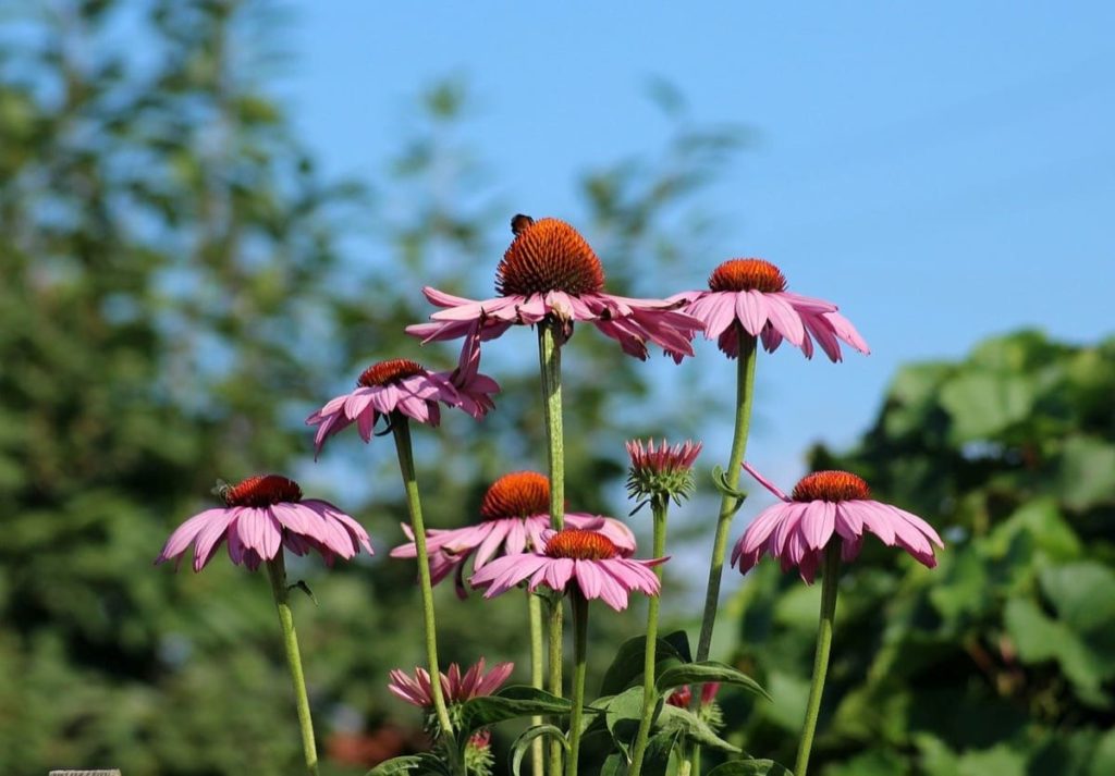 August flowers that are blooming right now coneflowers