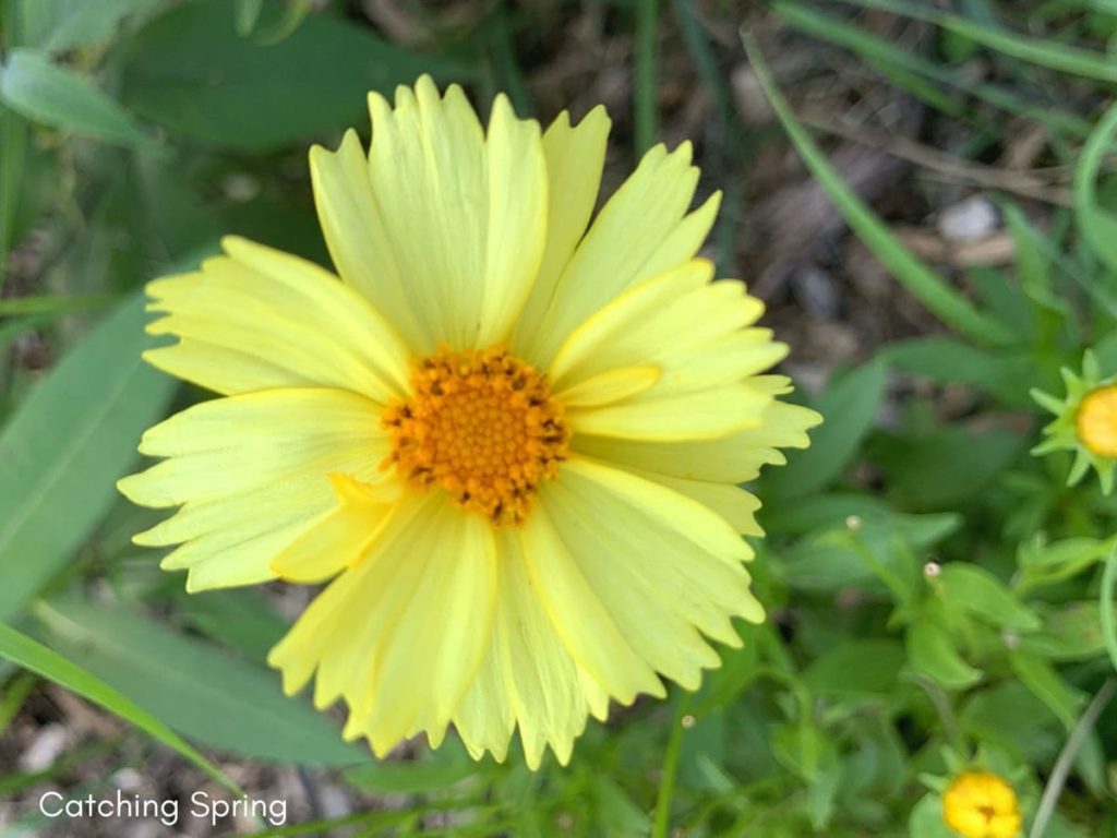 August flowers that are blooming right now coreopsis