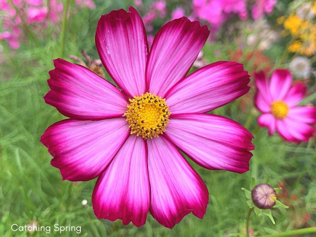 August flowers that are blooming right now cosmos