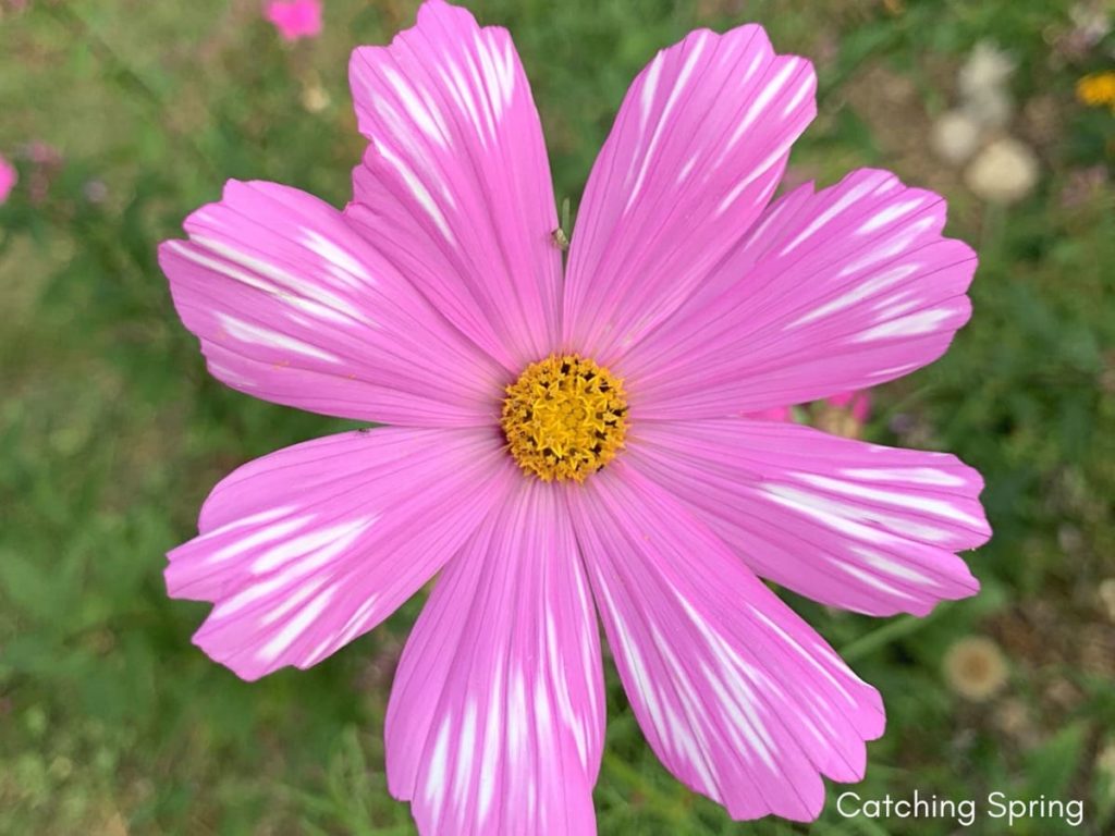 best fall flowers for pollinators and beauty cosmos