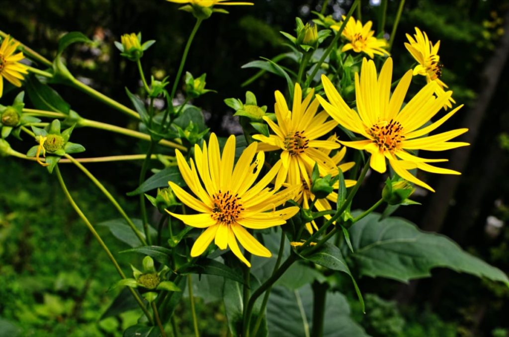 best fall flowers for pollinators and beauty cup plant