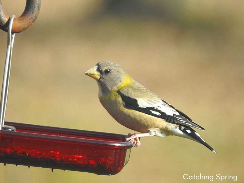 Important ways to help migrating birds this fall keep feeders full of quality seed