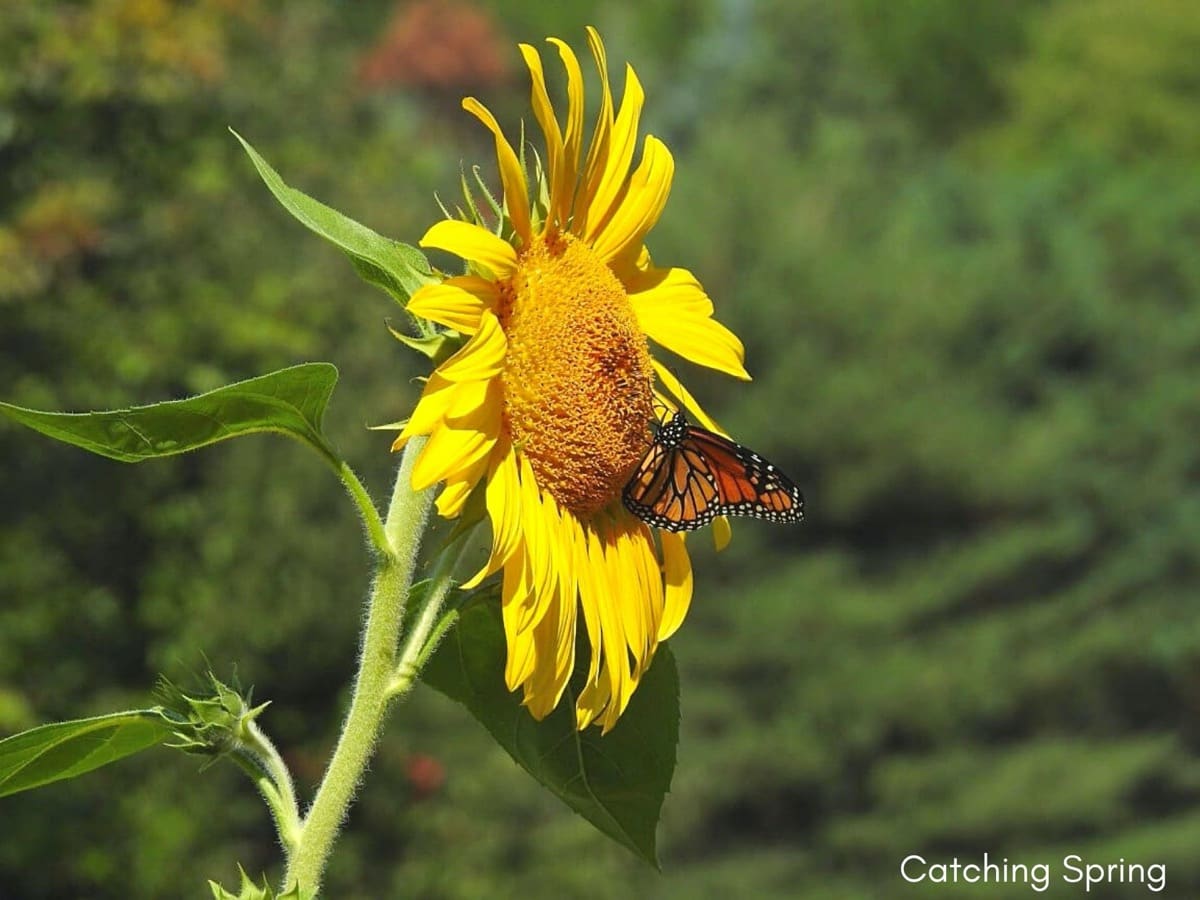 essential tips when feeding monarch caterpillars