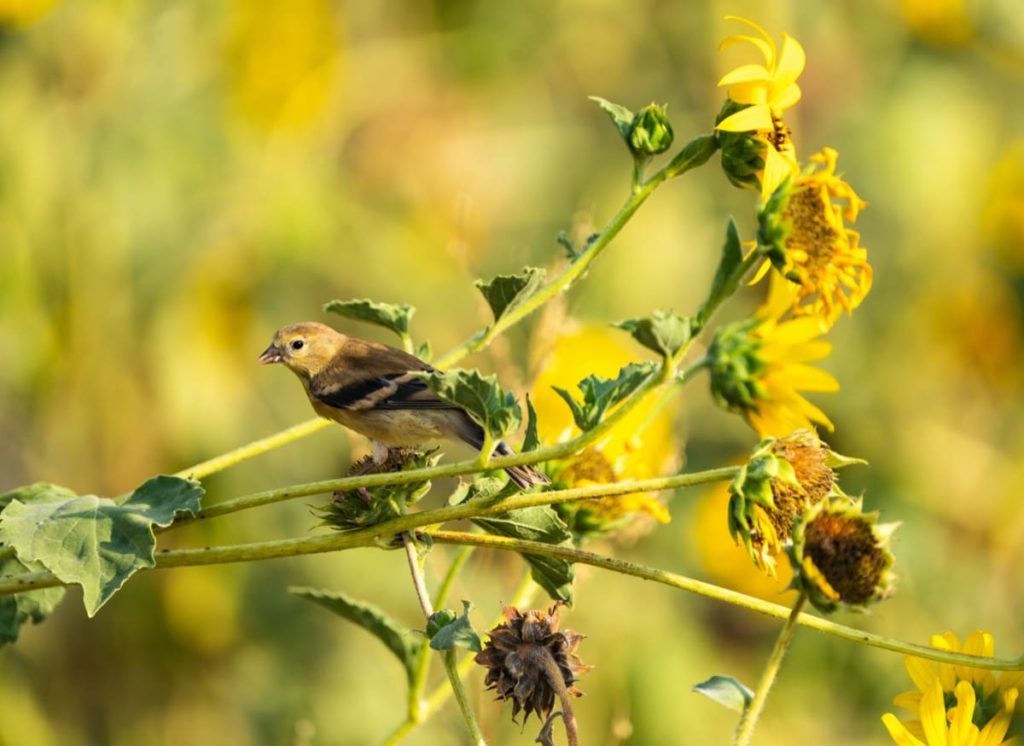 Important ways to help migrating birds this fall don't deadhead your flowers