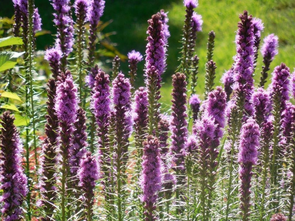 beautiful native plants you need for your Midwest garden gayfeather