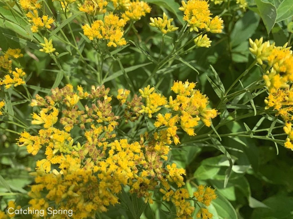 best fall flowers for pollinators and beauty goldenrod