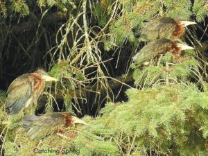 how to create an inviting oasis for backyard birds green herons in pine trees plant trees