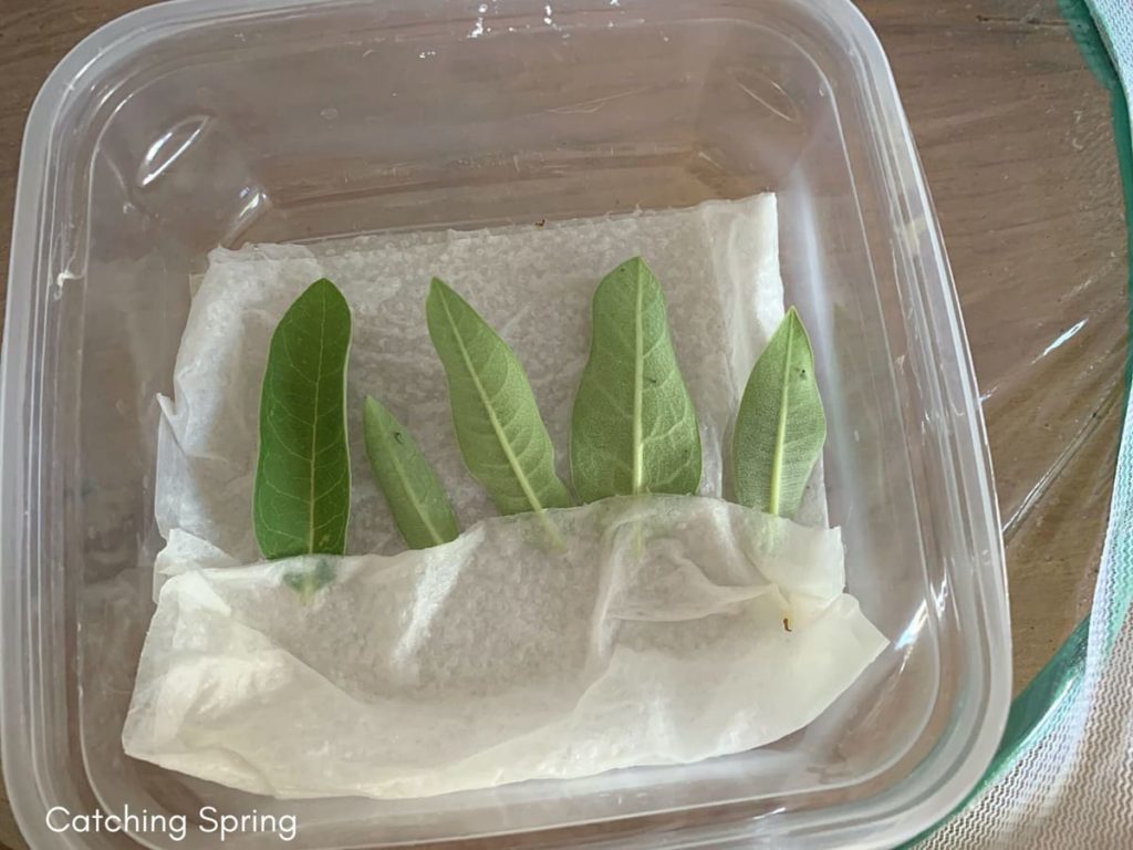 Feeding Monarch caterpillars essential and easy steps how to harvest milkweed for caterpillars