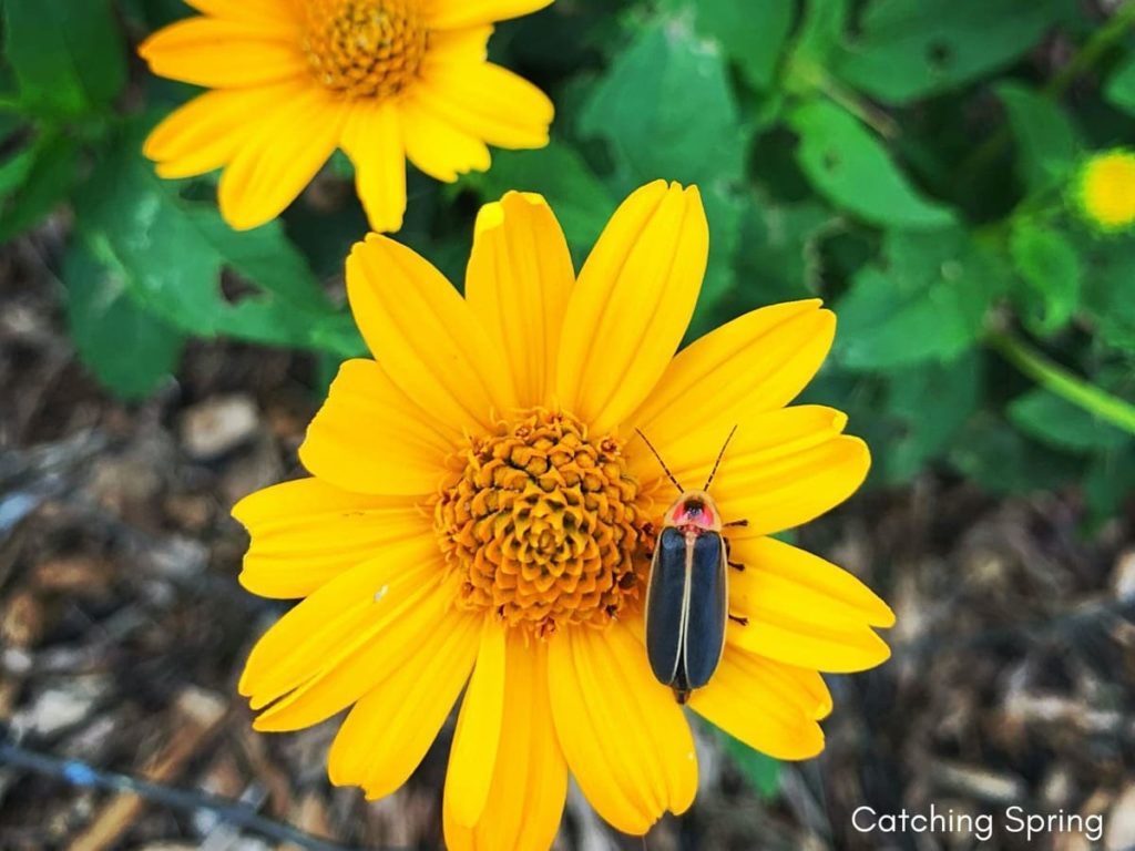 best fall flowers for pollinators and beauty heliopsis