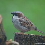 easy and Humane Steps to deter the house sparrow
