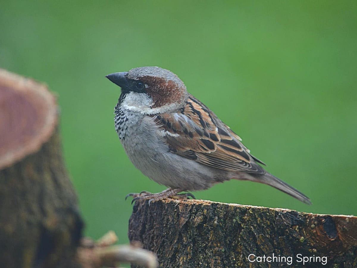easy and Humane Steps to deter the house sparrow
