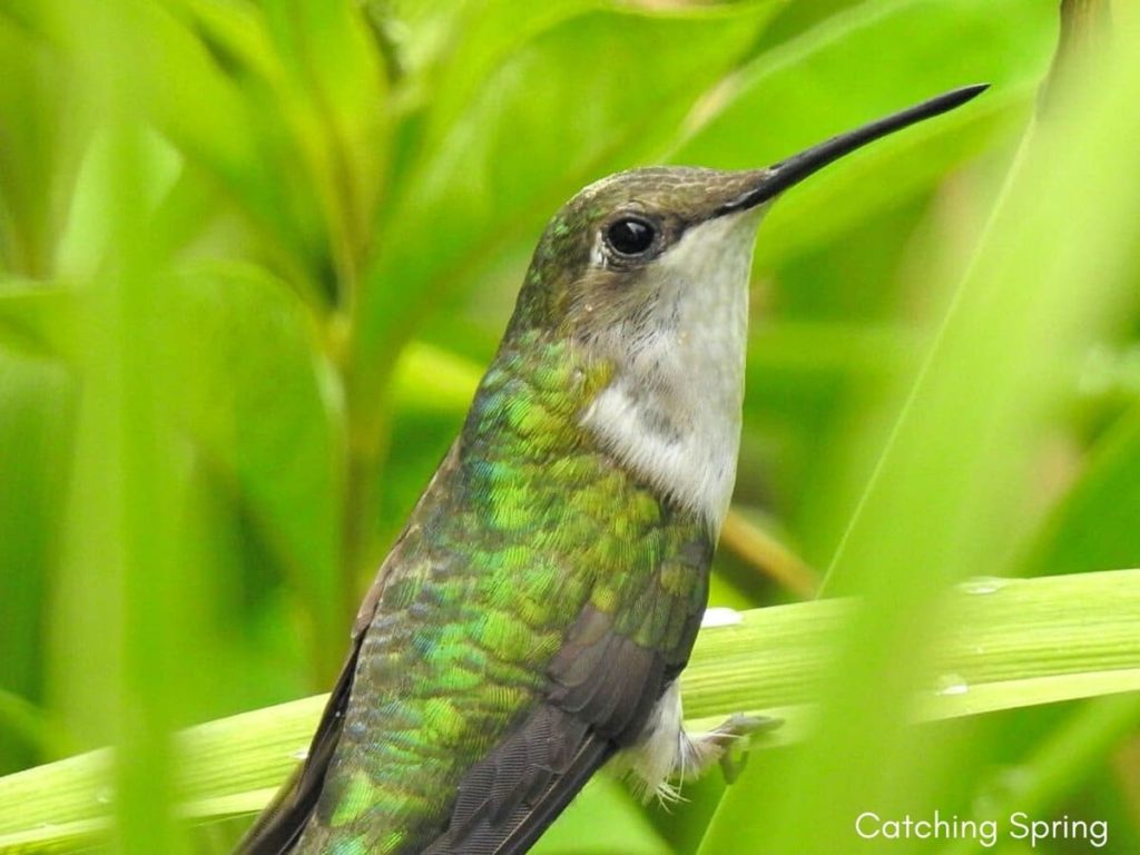 Important ways to help migrating birds this fall keep your hummingbird feeders up