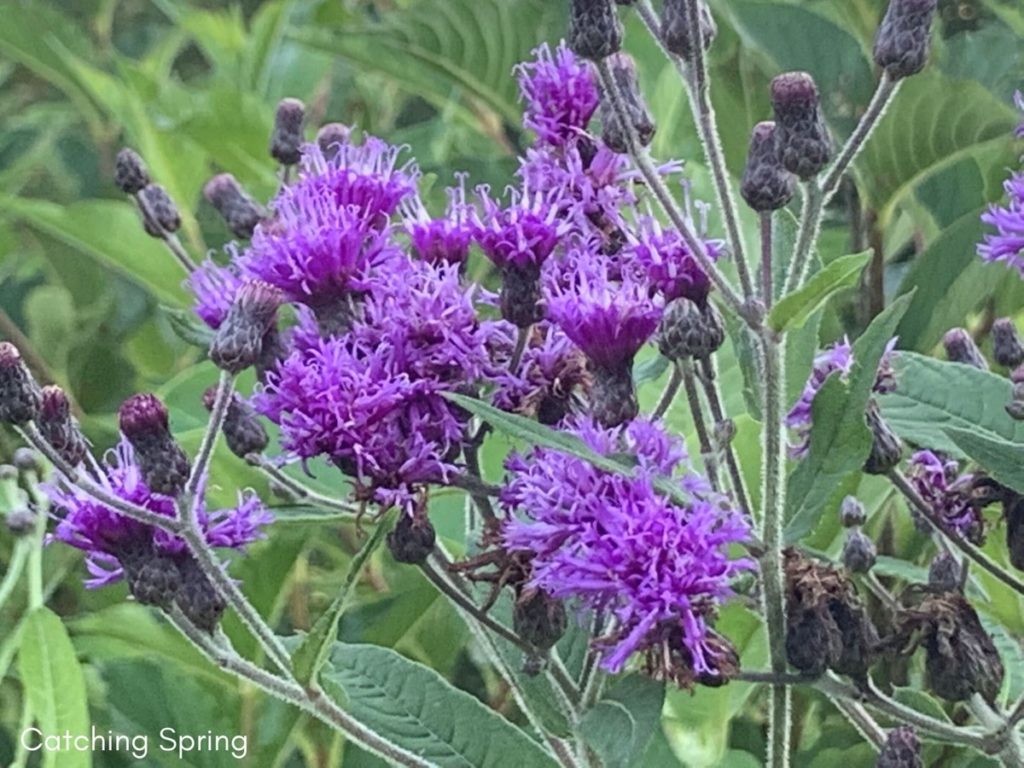 August flowers that are blooming right now ironweed