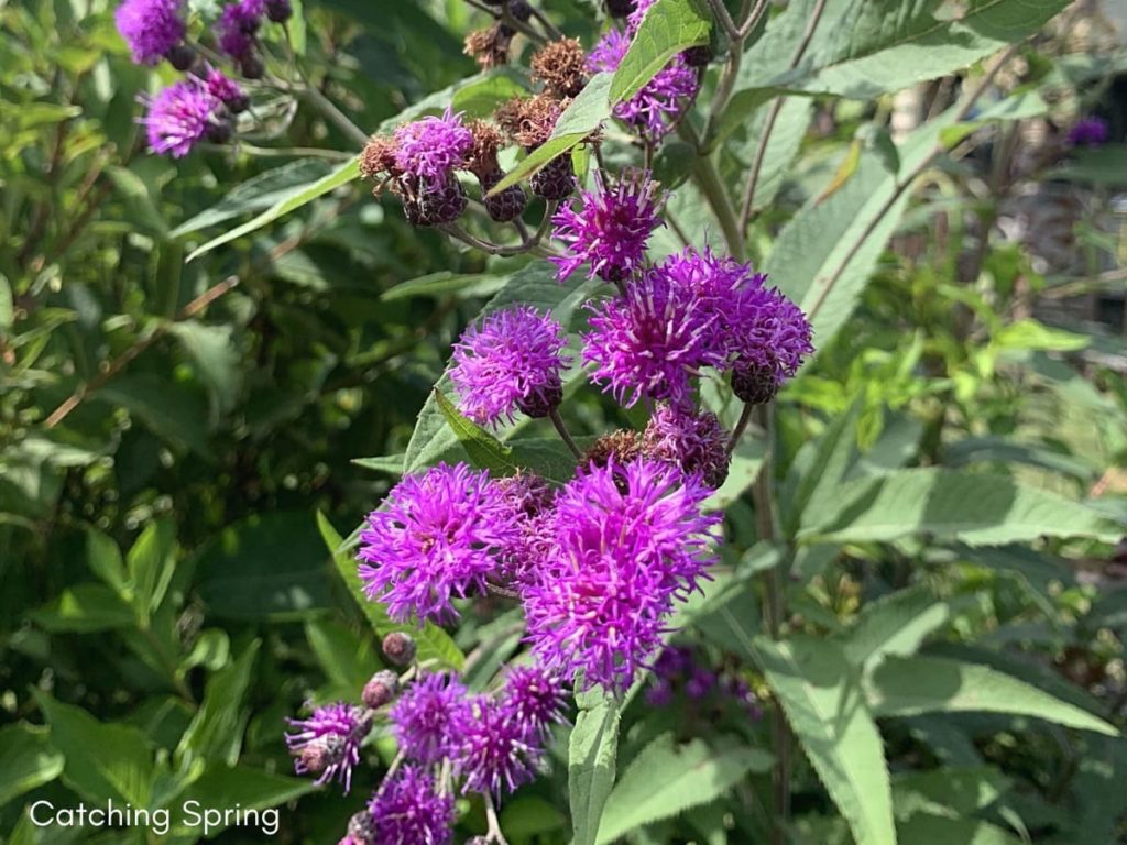 best fall flowers for pollinators and beauty ironweed