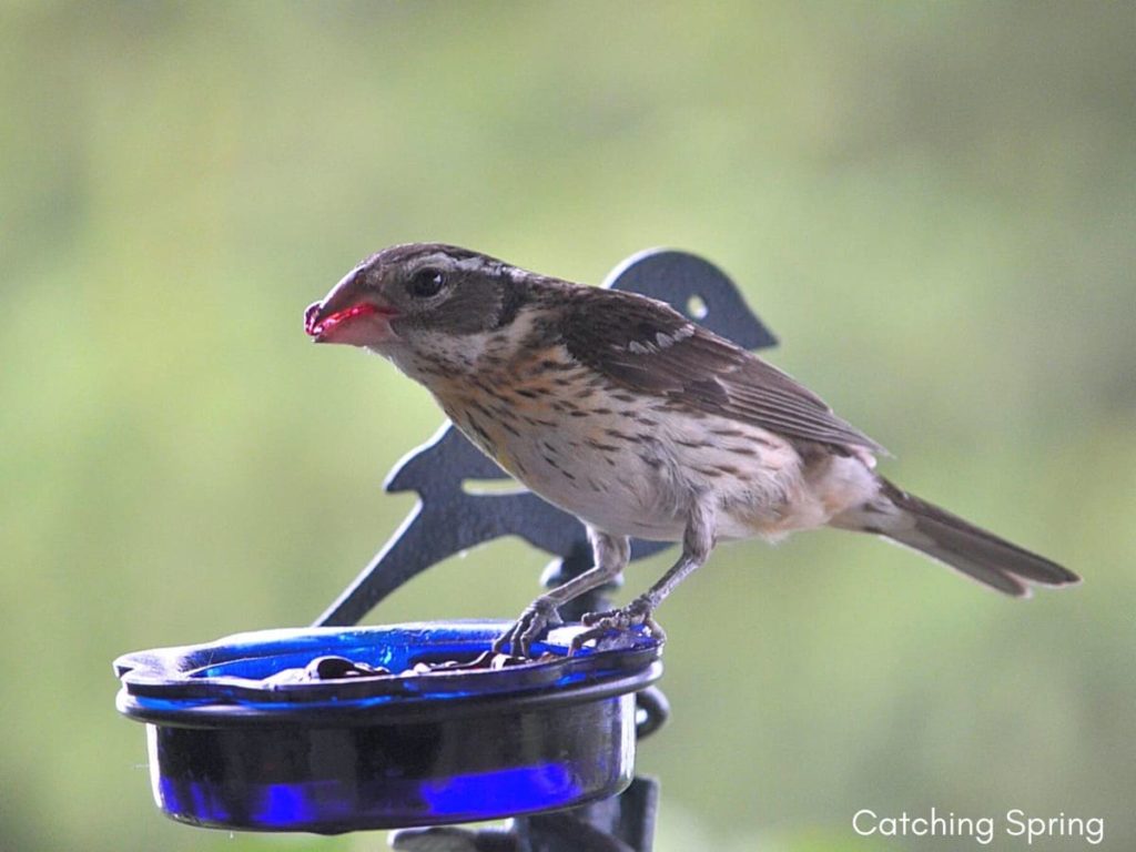 Important ways to help migrating birds this fall leave your jelly out