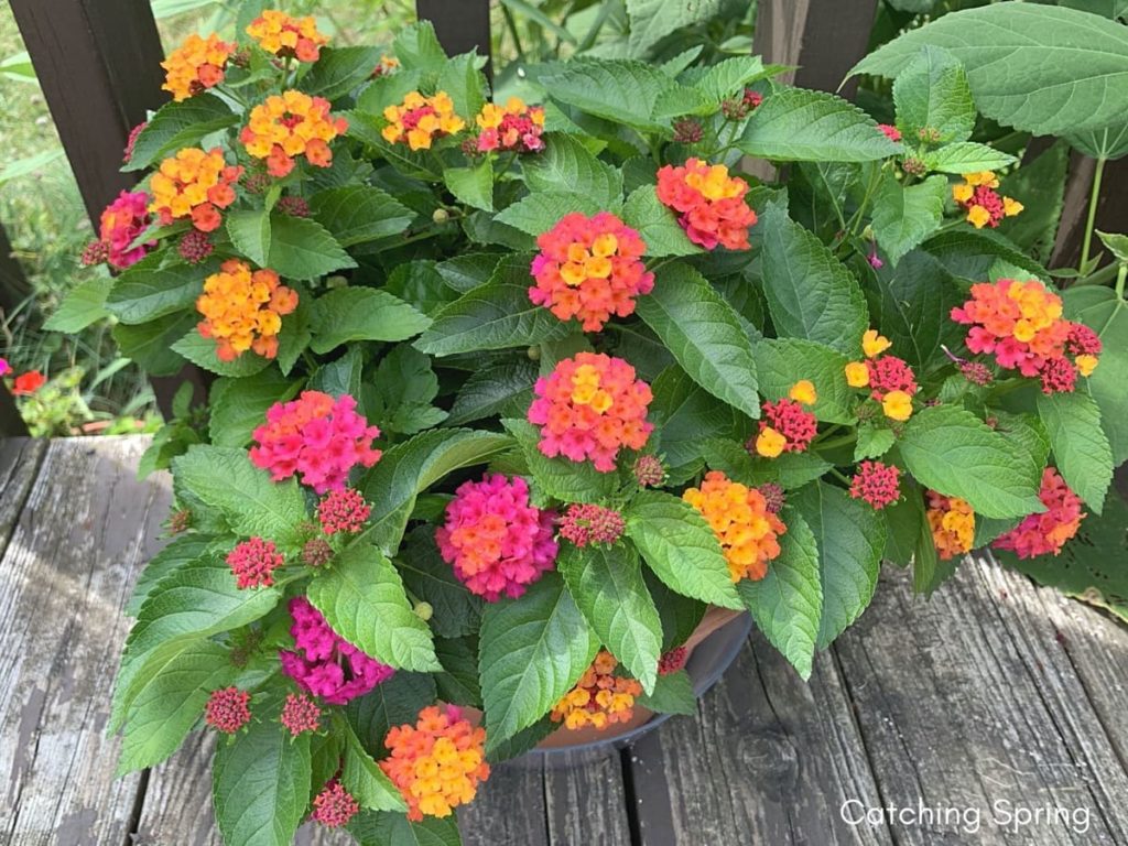 August flowers that are blooming right now lantana