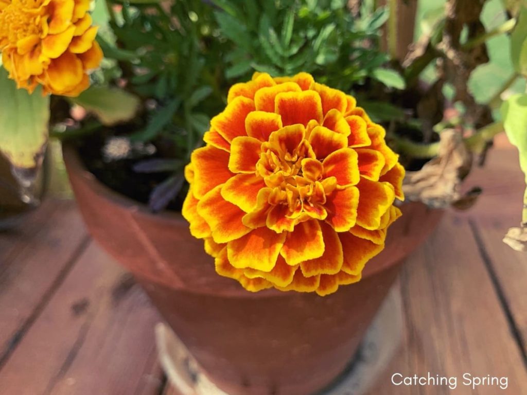 best fall flowers for pollinators and beauty marigold
