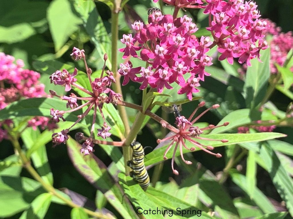 beautiful native plants you need for your Midwest garden milkweed