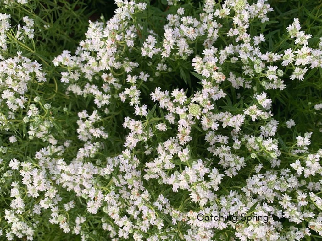 August flowers that are blooming right now mountain mint