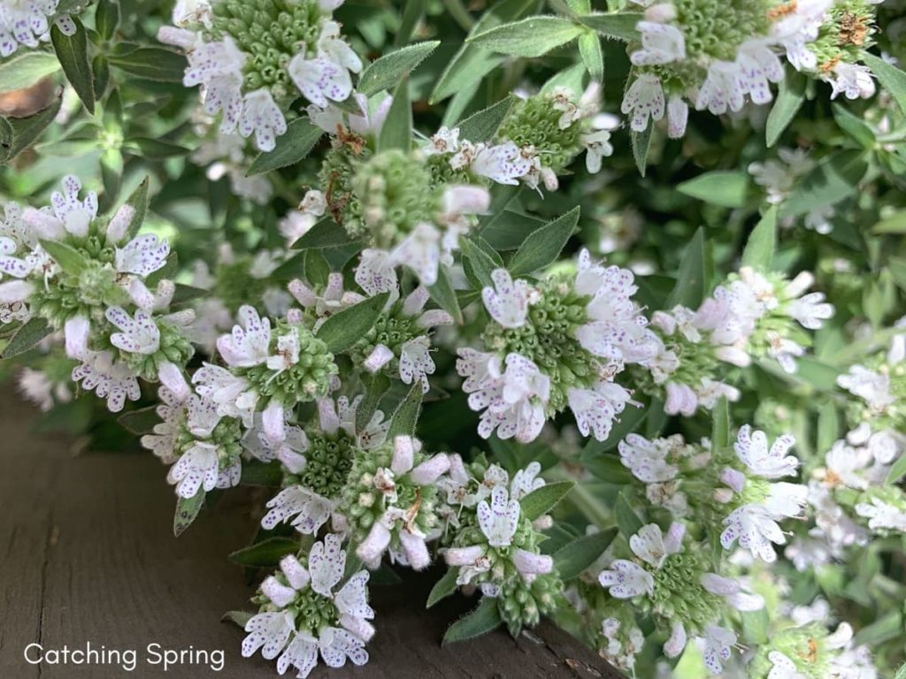 best fall flowers for pollinators and beauty mountain mint