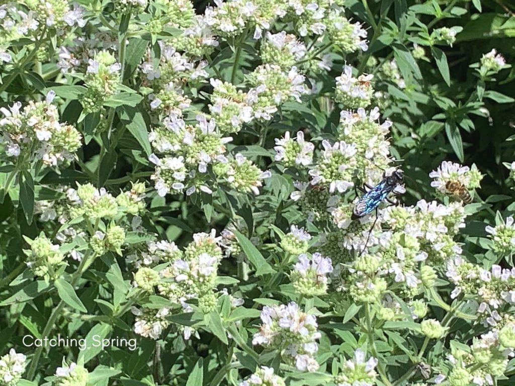 beautiful native plants you need for your Midwest garden mountain mint