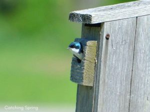 easy and Humane Steps to deter the house sparrow monitor nest boxes