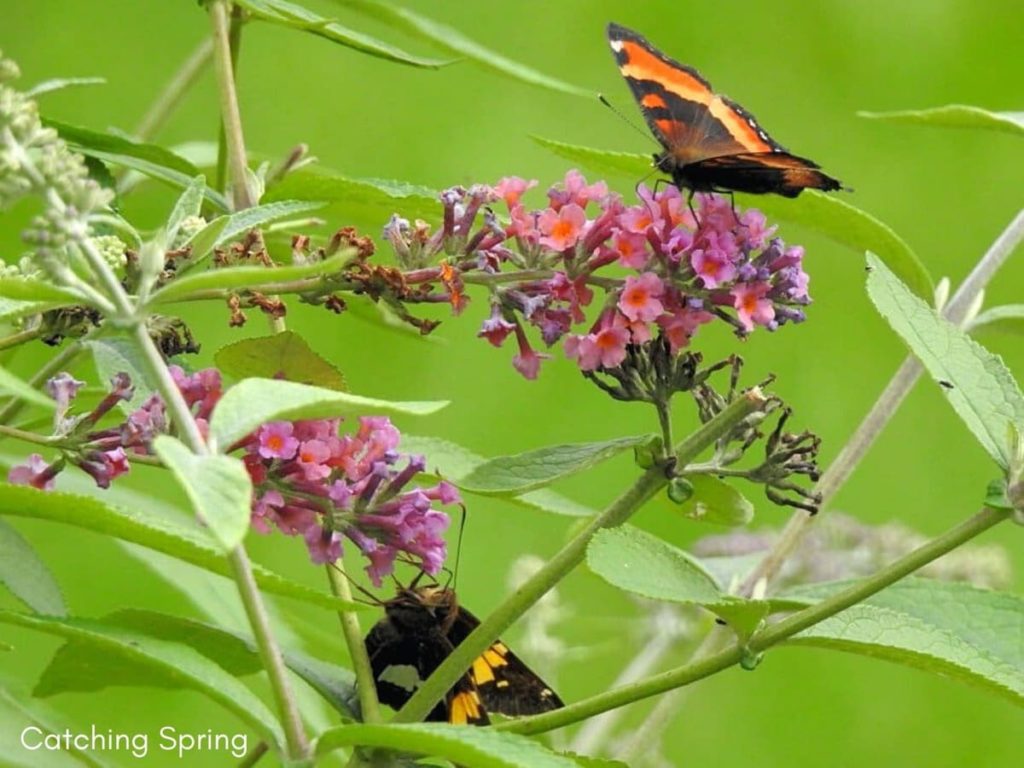welcome butterflies into your garden with these 9 easy steps absolutely no pesticides