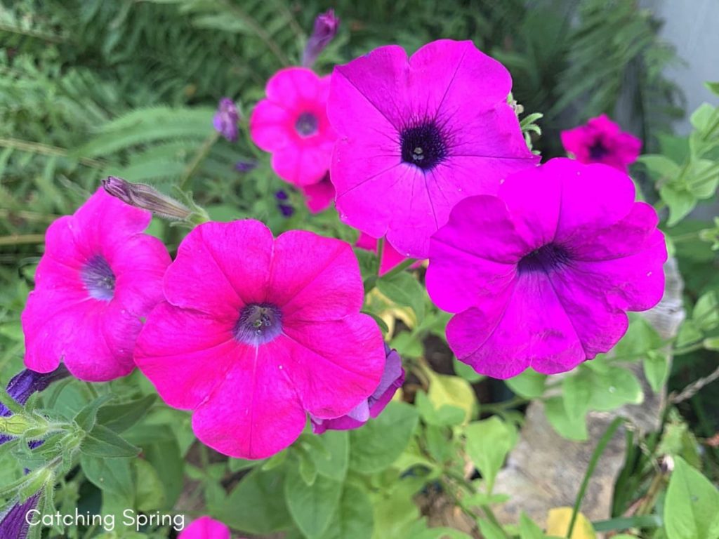August flowers that are blooming right now petunias
