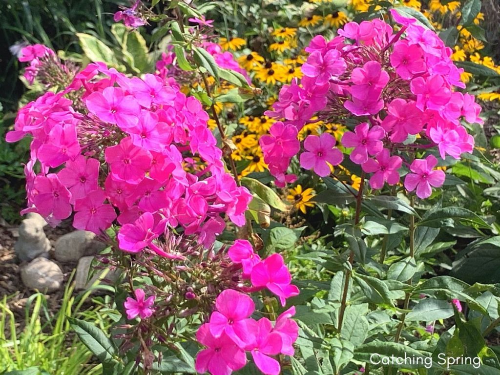 August flowers that are blooming right now phlox