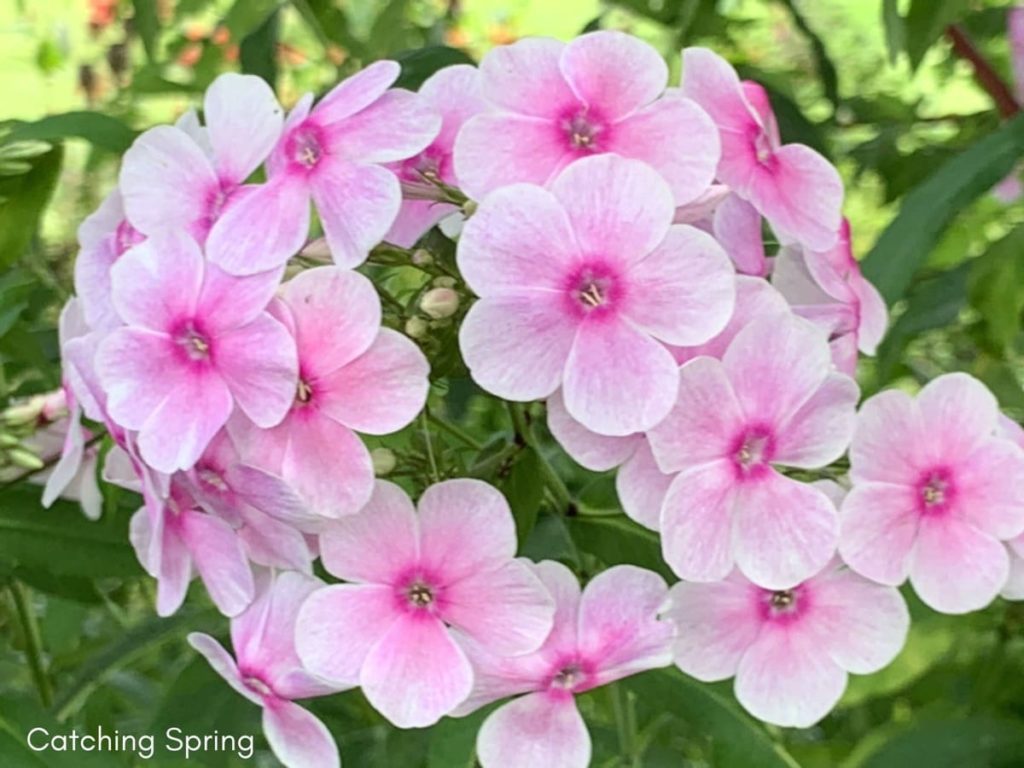 best fall flowers for pollinators and beauty garden phlox
