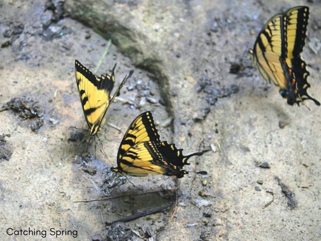 welcome butterflies into your garden with these 9 easy steps make a butterfly puddling pool