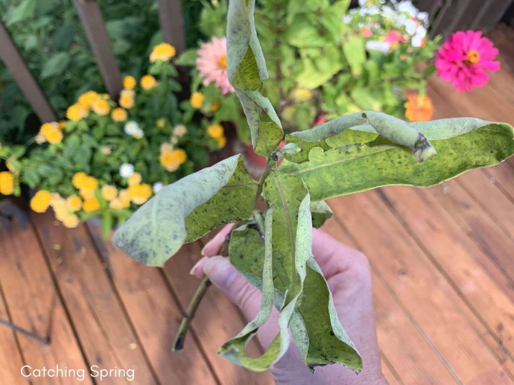 Feeding Monarch caterpillars essential and easy steps when to replace milkweed for babies