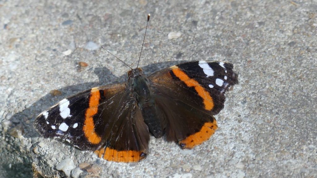 welcome butterflies into your garden with these 9 easy steps place rocks in safe spot for sunbathing