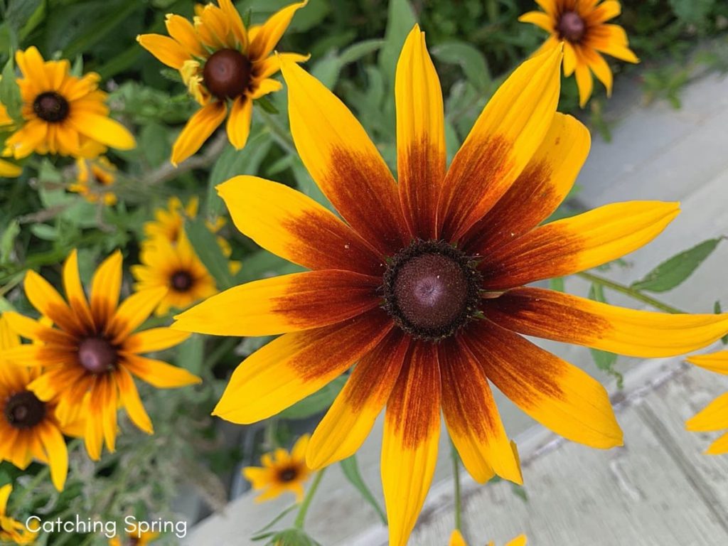 August flowers that are blooming right now rudbeckia