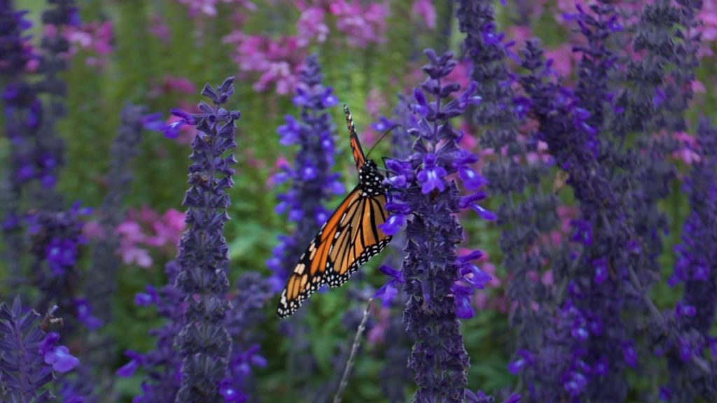 best fall flowers for pollinators and beauty Russian sage