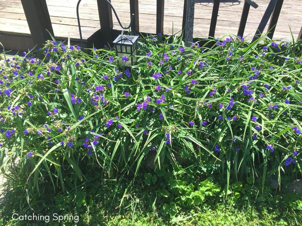 beautiful native plants you need for your Midwest garden spiderwort