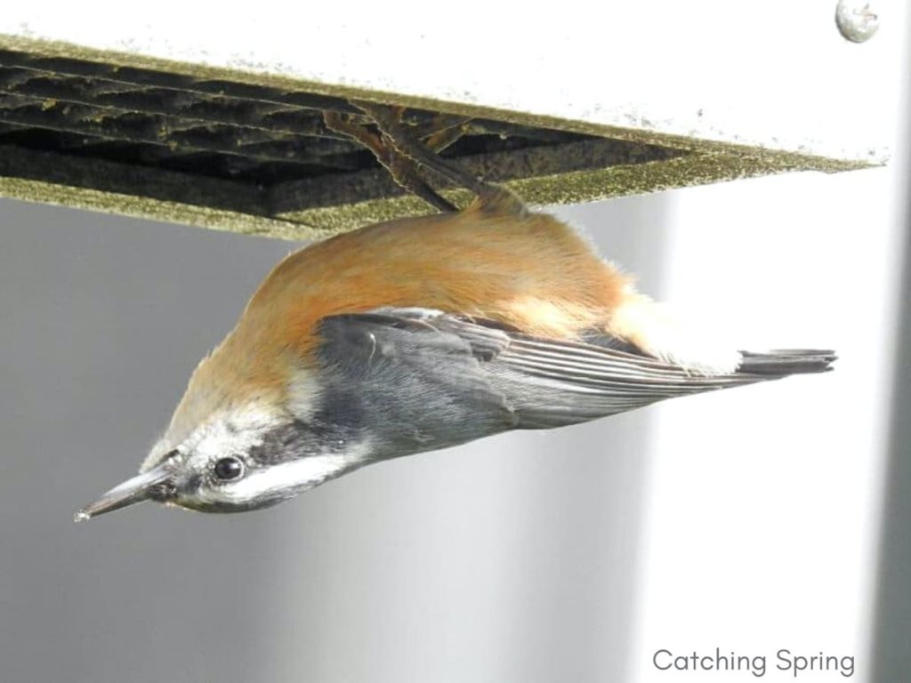 Important ways to help migrating birds this fall feed fruit, nuts, or suet