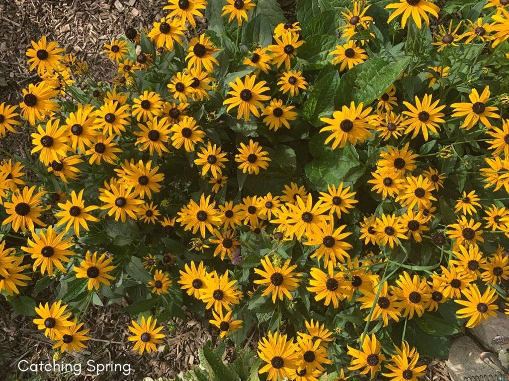 August flowers that are blooming right now black-eyed Susan