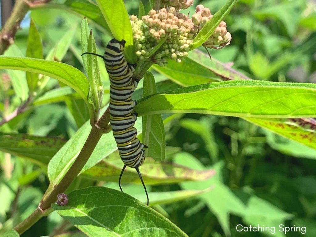 Feeding Monarch caterpillars essential and easy steps things to keep an eye on
