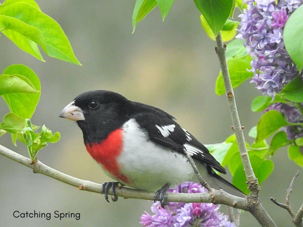 how to create an inviting oasis for backyard birds plants trees and bushes