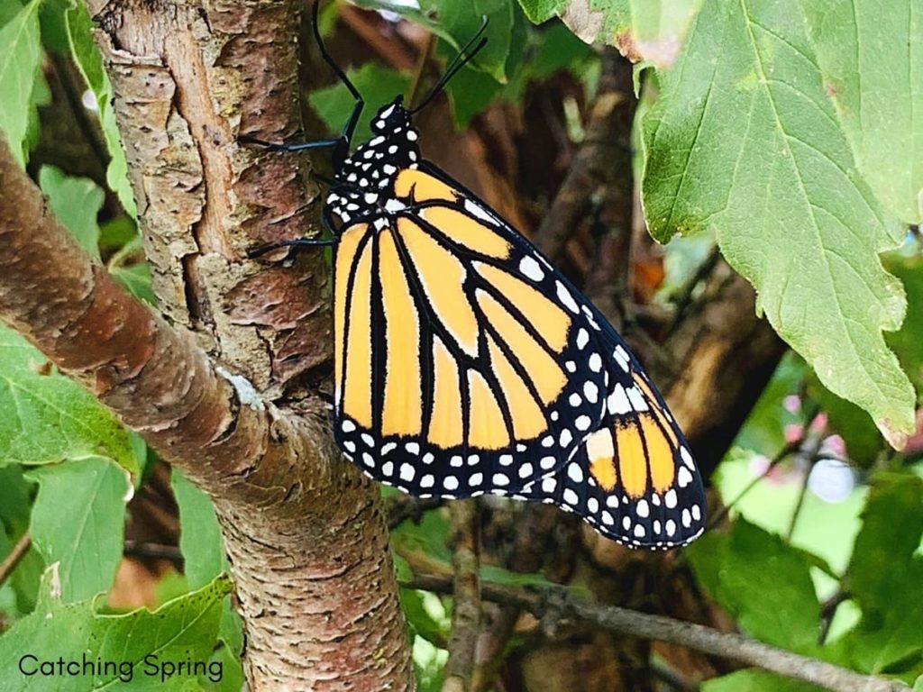welcome butterflies into your garden with these 9 easy steps have bushes and trees for resting and hiding