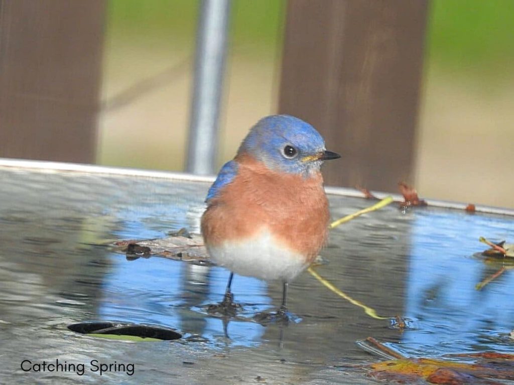how to create an inviting oasis for backyard birds have a water source