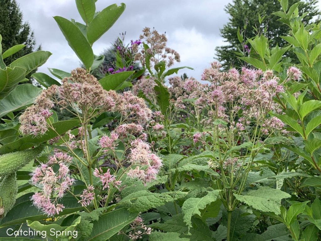 August flowers that are blooming right now Joe-Pye weed