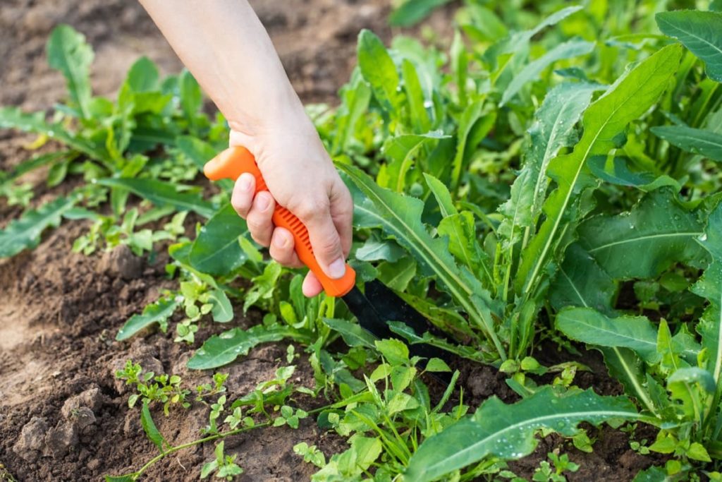 5 important things to do for a healthy August garden keep it weeded!