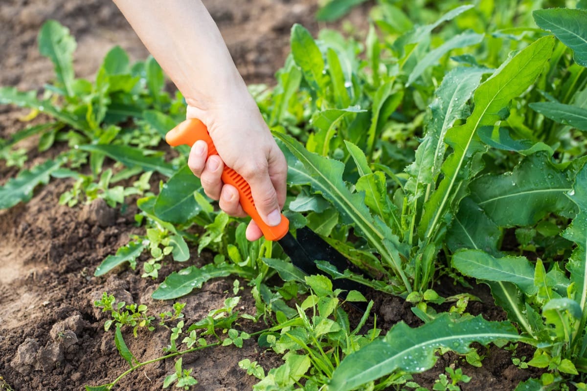 Want a Healthy August Garden? Do These 5 Important Things. - Catching ...