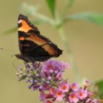 welcome butterflies to your yard or garden