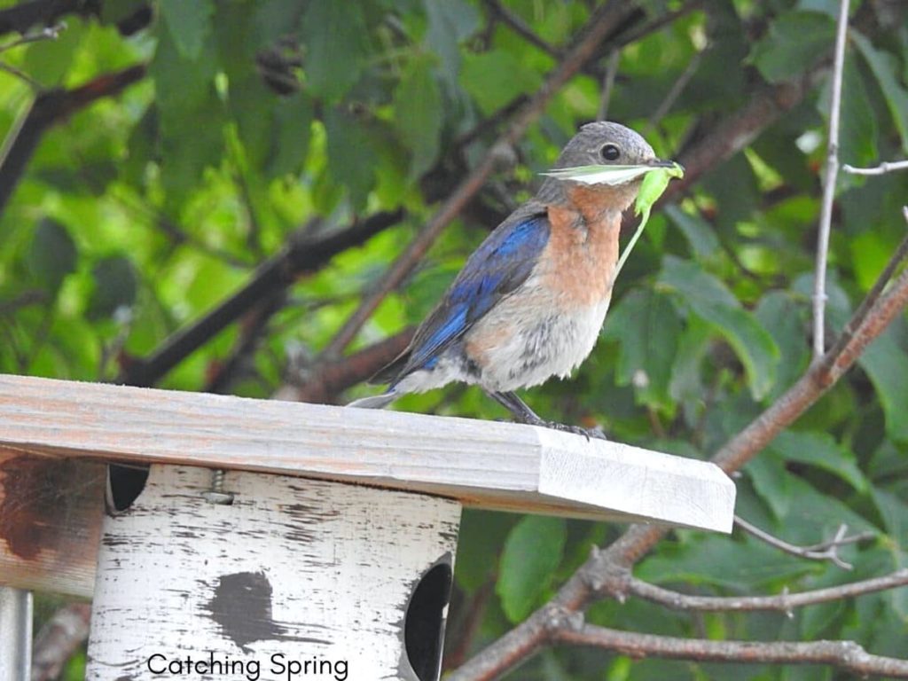 how to create an inviting oasis for backyard birds keep your yard chemical-free